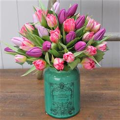 SIMPLY TULIPS 